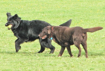 dogpark_dogs