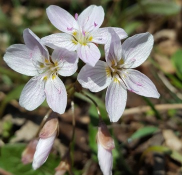 Carolina Spring Beauty