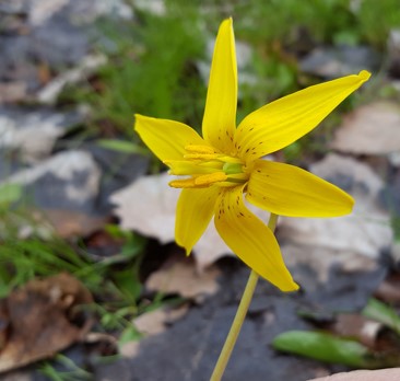 Trout Lily